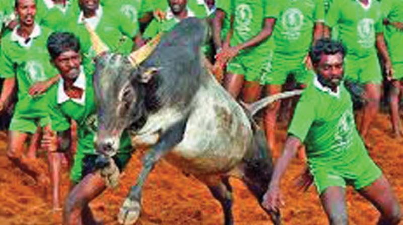 Justice Misra replied  in a marathon race, you participate on your own will, but in jallikattu bulls are forced to participate against their will as if slaves were treated in 16th century.