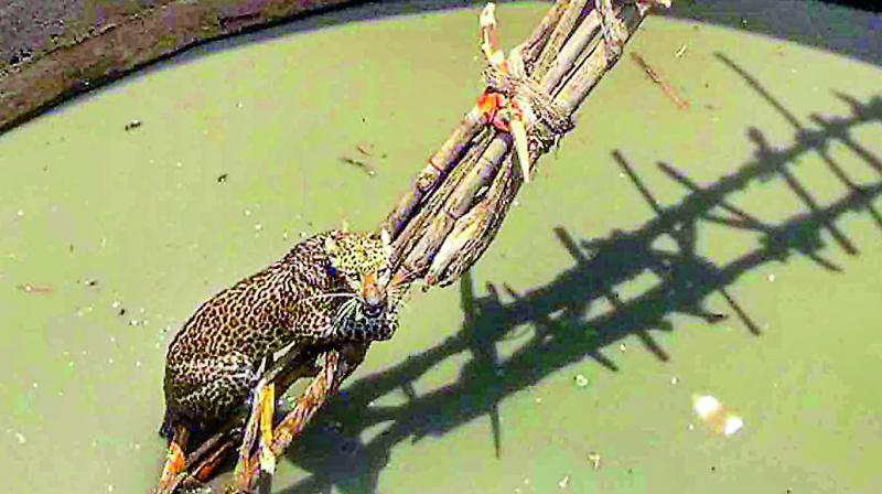 Nirmal: Thirsty leopard falls into well, rescued