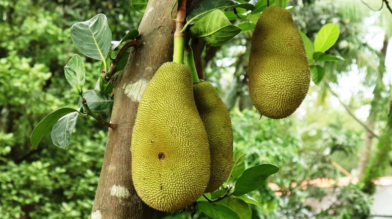 When jackfruit becomes the new king of fruits