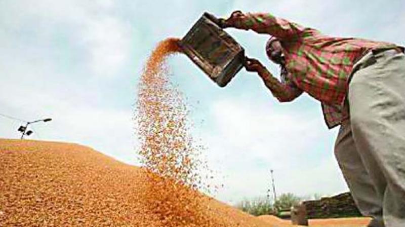 As on December 1, state-owned Food Corporation of India had 27.55 milion tonnes of foodgrains, of which wheat was 16.4 million tonnes and rice was 11 million tonnes,
