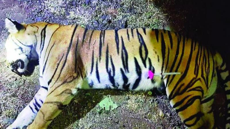The report also raised doubts over the tranquiliser dart, which was seen on the big cats carcass, suggesting that it was not even released from the tranquilising rifle. (Photo: File)