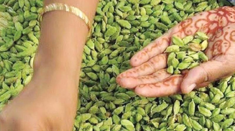 Hybrid cardamom to counter climate change