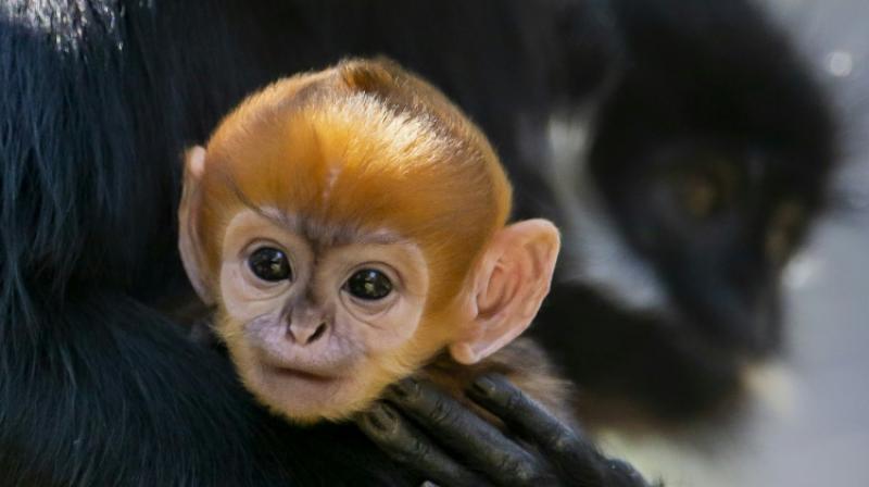Rare, orange-furred monkey born in Australia