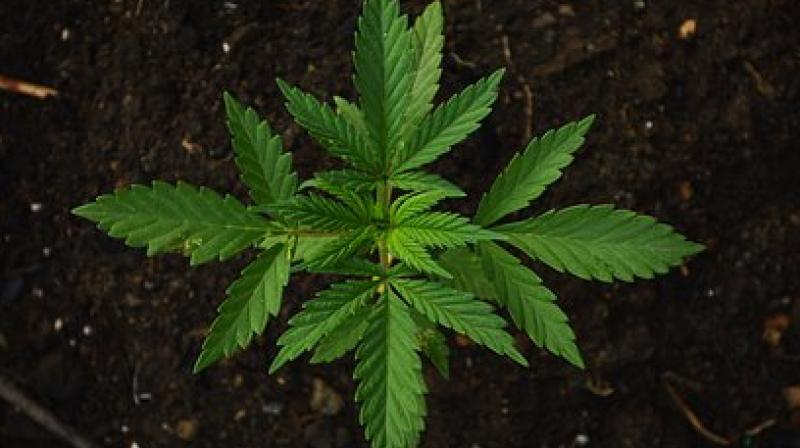 Medical marijuana production on rise in Uruguay