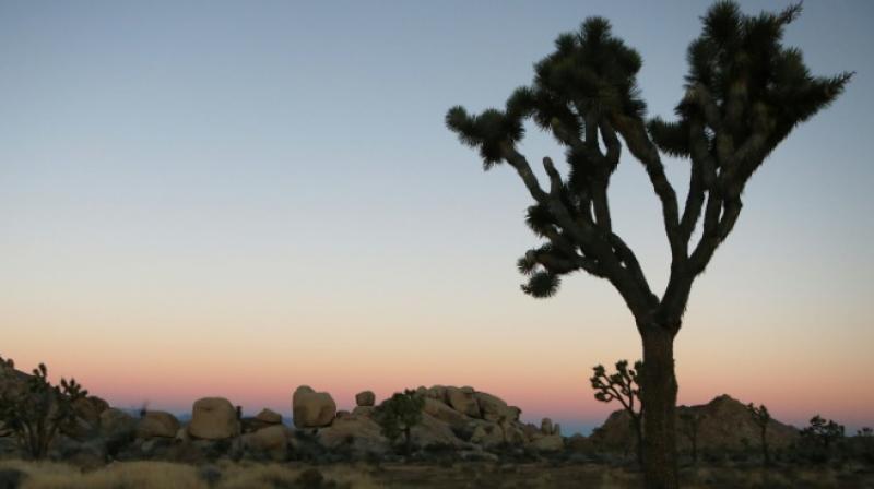 Global warming might cause Joshua trees to disappear