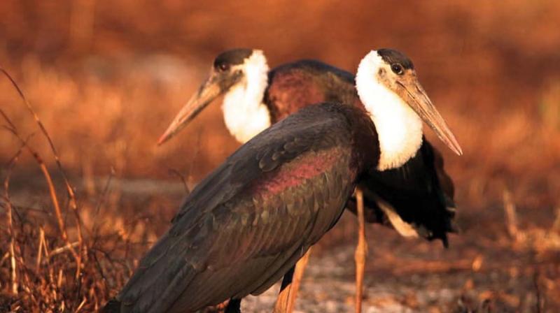 Two new birds spotted at Aralam sanctuary