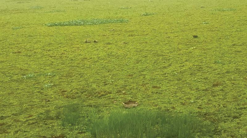 A paddy field, now rendered waste due to the spread of aquatic vegetation including weeds, in Kunnukara. (DC)