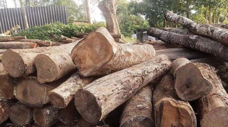 Due to heavy rains and floods in the Nilambur area, the Aruvakode depot was partially submerged in water and the teak and the rest of the wood that were ready for sale were swept away.