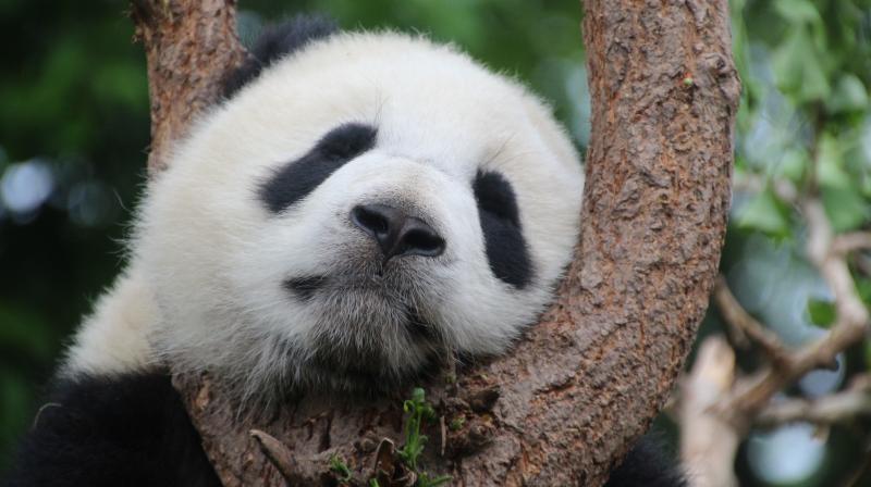 Giant pandas were threatened with extinction when they were originally loaned to the San Diego Zoo by the Chinese government in 1996. (Photo: Representational/Pixabay)