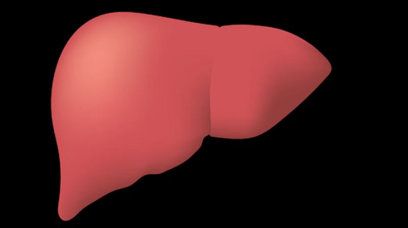 Human livers can now be stored for 27 hours