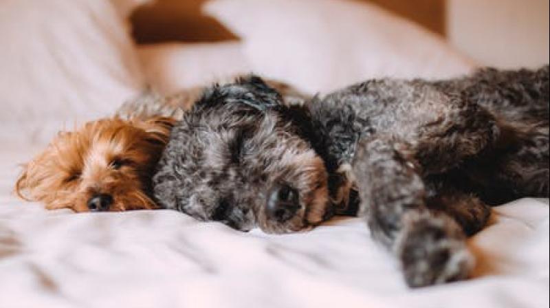 7 dog breeds that can help you sleep better