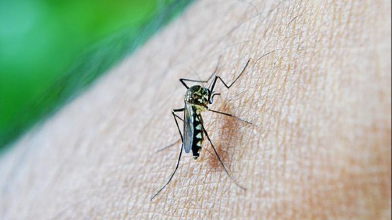 Anaemic? Youâ€™re more likely to spread dengue