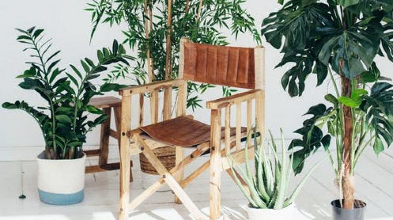 UK couple grows trees that directly turn into chairs