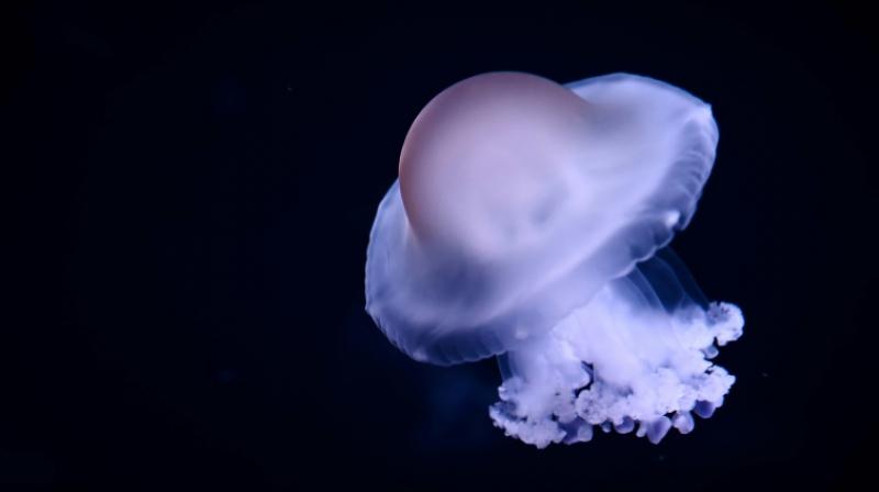 Human activity in oceans good for jellyfish