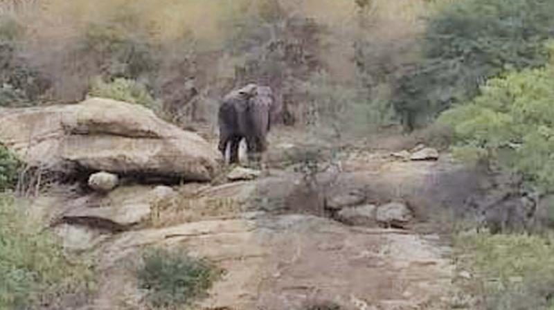 Elephant sighting near Denkannikottai government hospital triggers fear