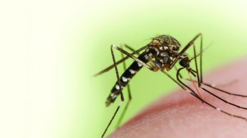 Rains pose dengue threat in Coonoor