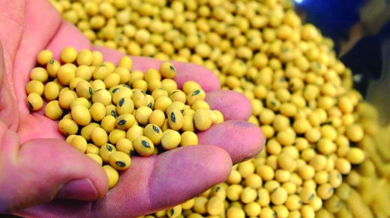 Rains take a toll on soybean output