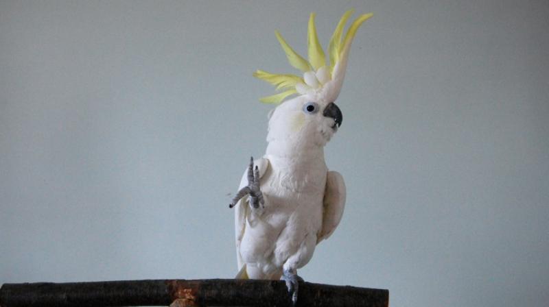 Just like humans, cockatoos love to dance