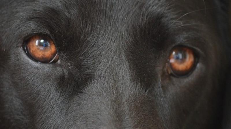 Dogs can communicate with humans with their eyes