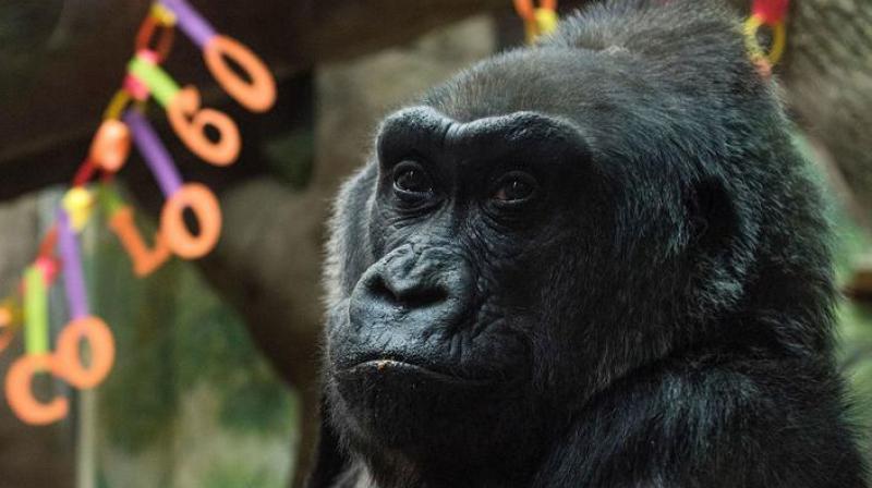 Colo sits inside her enclosure during her 60th birthday party at the Columbus Zoo and Aquarium in Columbus, Ohio, on Dec. 22. (Photo: AP)