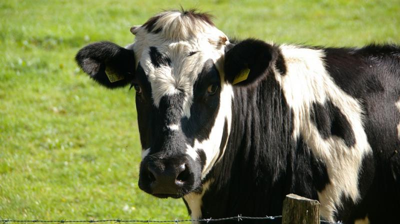 Cows are one of the largest sources of man-caused methane. (Photo: Pixabay)