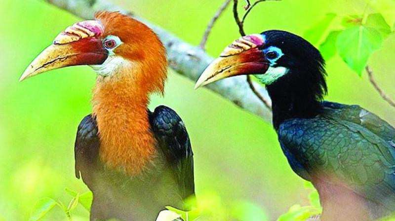 Frugivorous (fruit eating) birds include hornbill, toucan, aracari, cotinga and parrots.