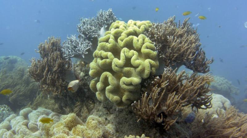 Australia's Great Barrier Reef, which scientists say may never recover from warming-driven coral bleaching last year Australia's Great Barrier Reef, which scientists say may never recover from warming-driven coral bleaching last year