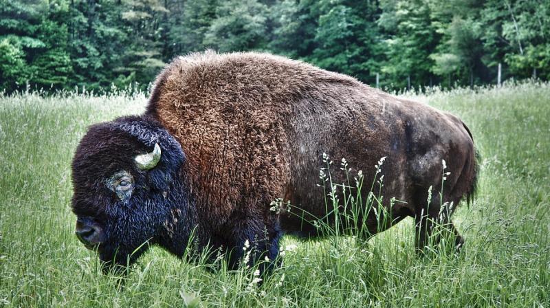 Ronnie decided to keep the bison after Sherron had a bonding when the bison was a calf in 2004. (Photo: Pixabay)