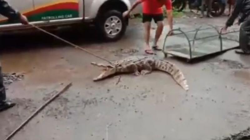 Watch: Croc shocks people as it finds way into gutter after river overflows