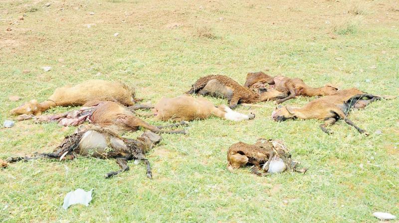 Chennai: Twenty goats perish in quarry godown blast