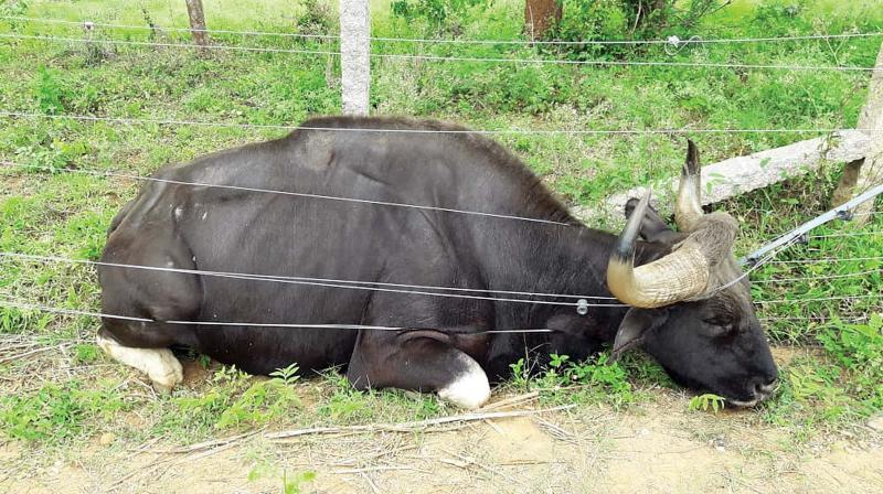 Indian bison electrocuted; 2 held near Krishnagiri