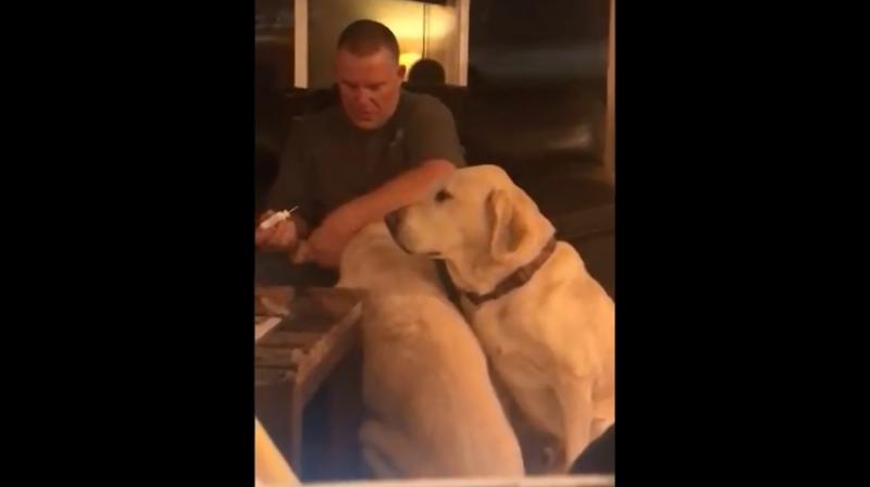 Viewers first see the first dog sitting as her owner, puts medicine into her ear and massages it in.