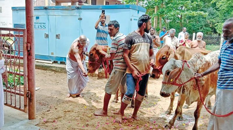 Vittala temple receives 37 cows from Haryana farm