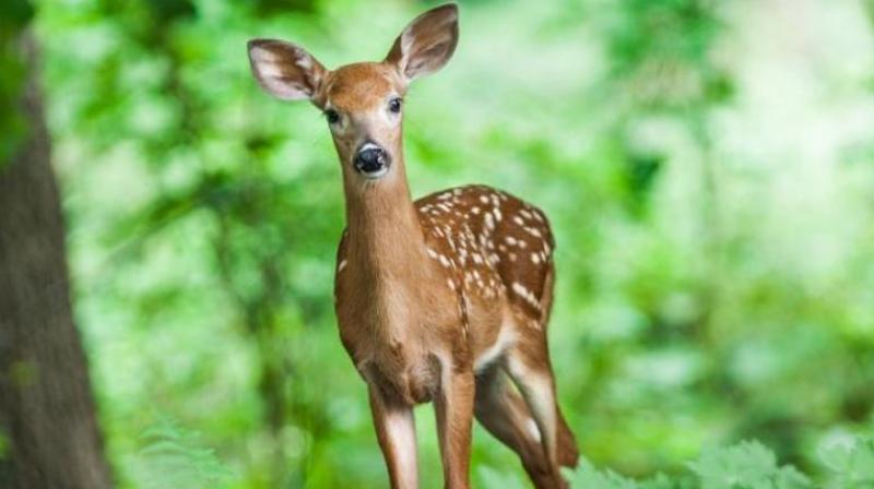 Hyderabad: Youth kills deer for party, held
