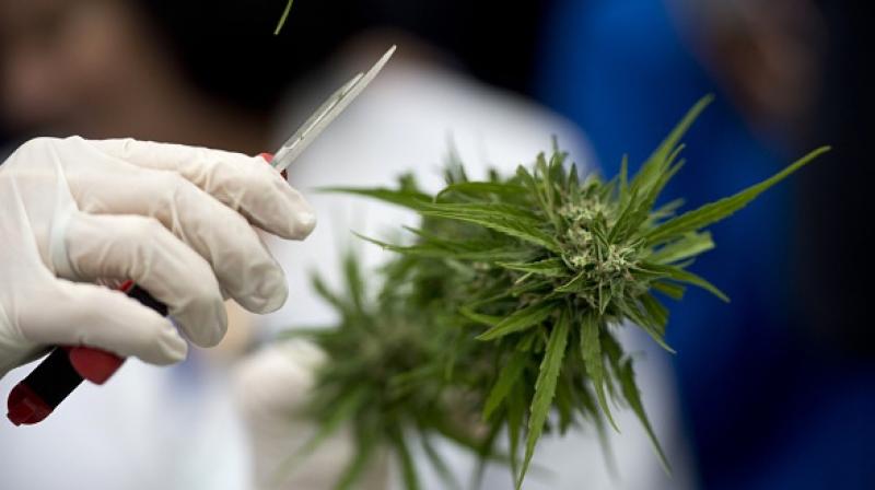 Studies have indicated that cannabis compounds did destroy malignant tumours in lab tests (Photo: AFP)
