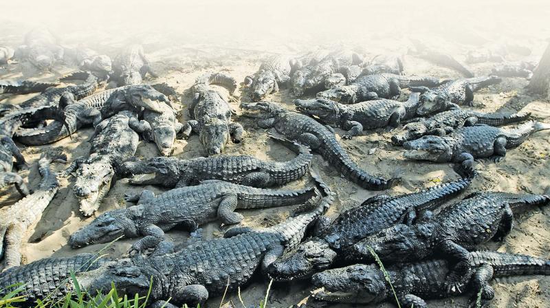 In a first, 2,000 crocodiles used in film