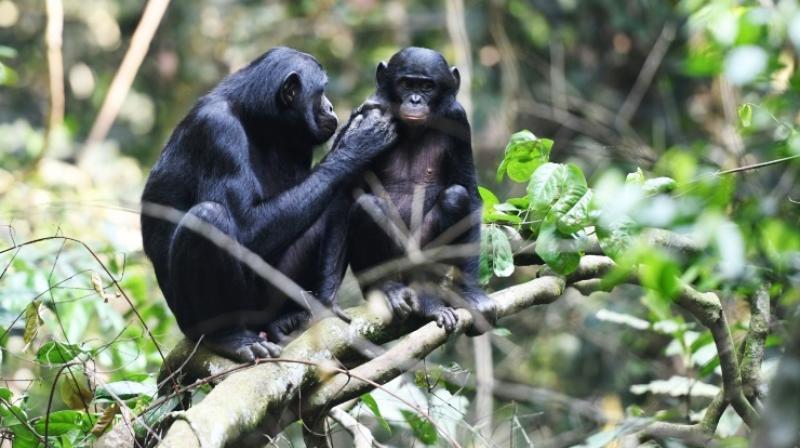 Here is how bonobo mothers help their sons to find love