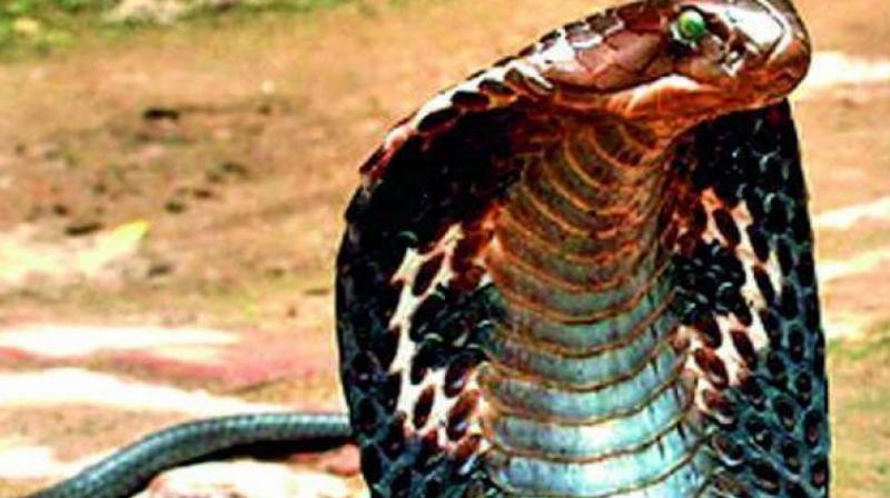 Bhubaneswar: Dog fights with cobra to save ownerâ€™s family