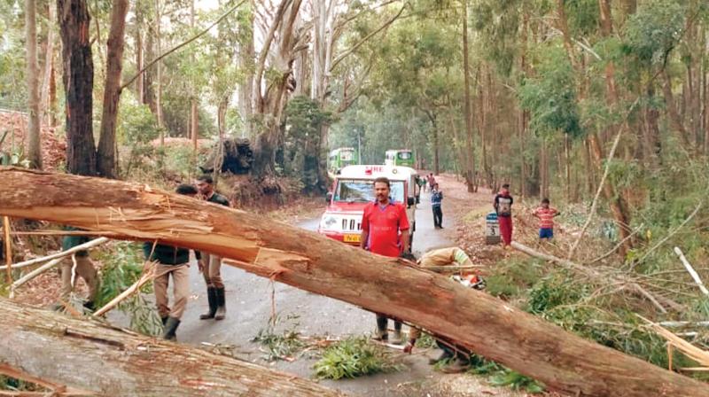 Uprooted trees halt traffic in Ketti valley near Ooty