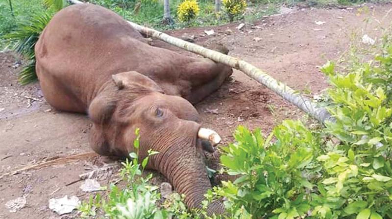 Coimbatore: Wild jumbo electrocuted by farm fencing, dies