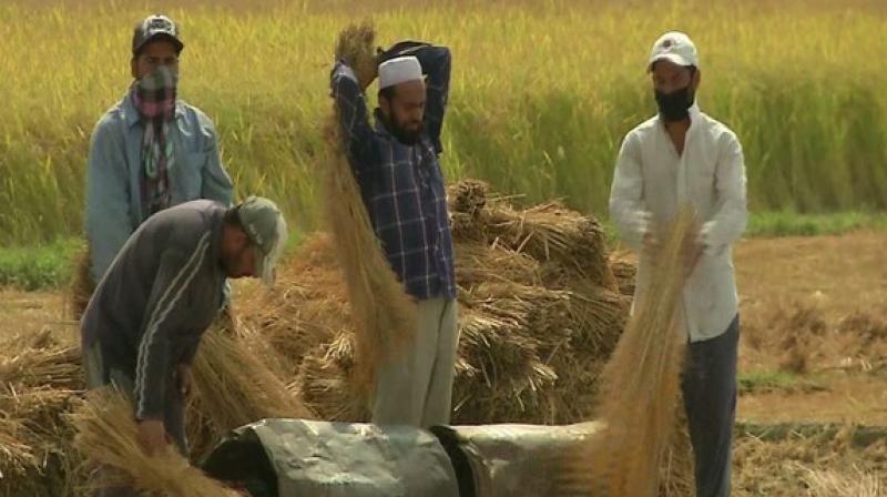 Farmers in Kashmir expecting higher produce of paddy