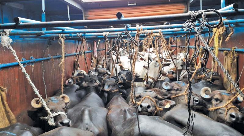 Acharapakkam police seize truck with 39 cattle on Chennai-Tiruchy highway