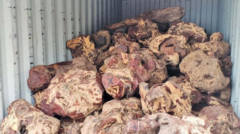 DRI Chennai zone seizes gold, red sanders, wildlife products