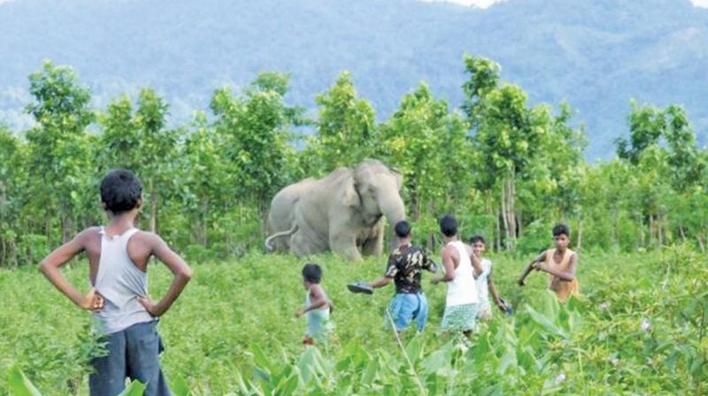 Coimbatore: Two killed in elephant attack