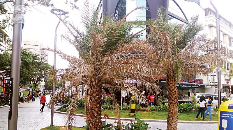 The palms on Church Street which environmentalists say are not suitable for the citys climate