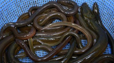 Chinese vlogger nearly dies after pushing a 'live eel' in her vagina