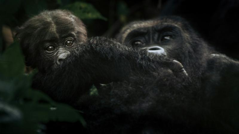 Congo gorillas now critically endangered