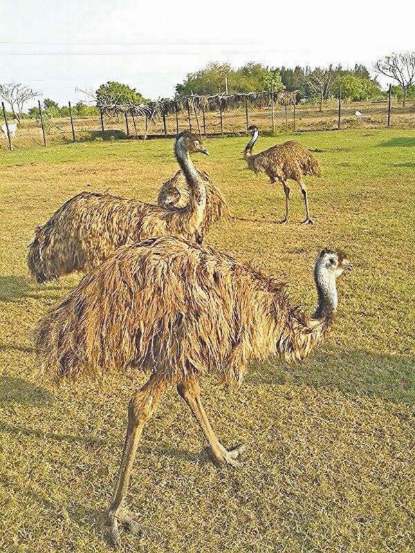 There are expansive spaces at the pet farm owned by Amudha Udayar who raises ostriches and even black swans