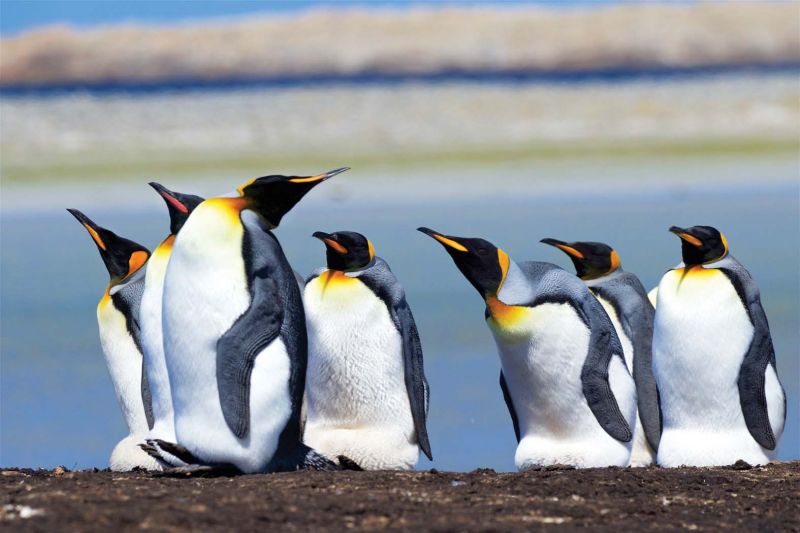 King Penguins in Falkland Islands