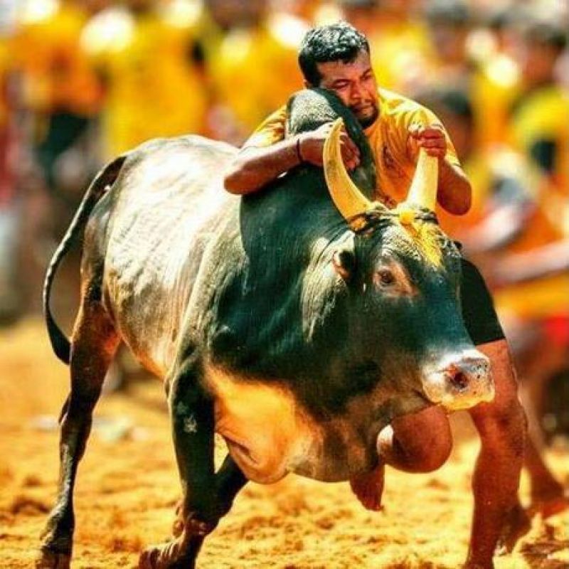 Speaking-out Jallikattu  protests swayed the state.